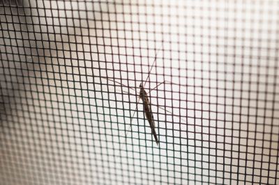 Keep Insects Out of Your Home!